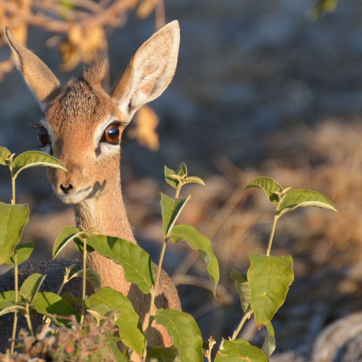 Damara Dik Dik antelope behind a bush in Namibia.