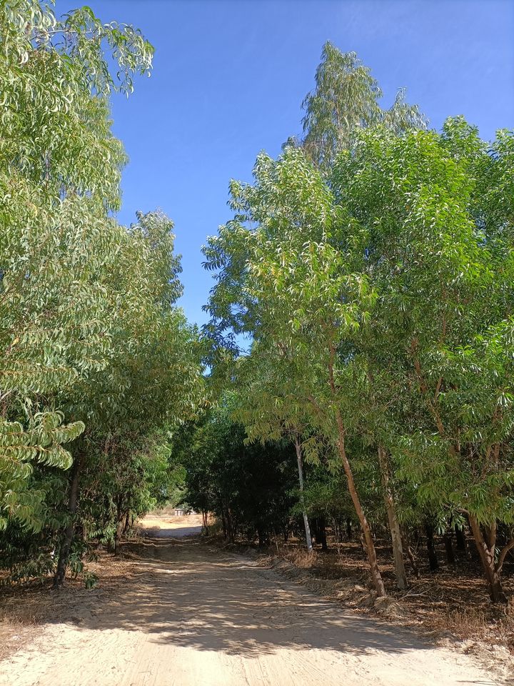 Tree lines in front of the blue sky in a firewood plantation in Madagascar.