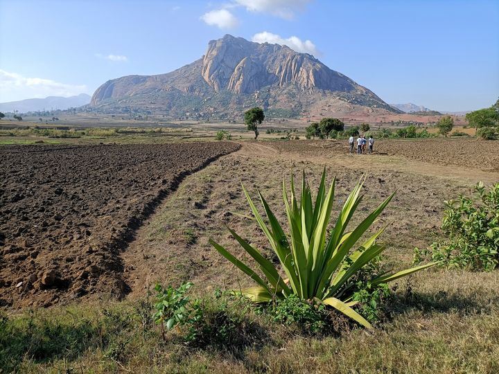 An arid landscape with a plant in the front and a mountain in the back under blue sky.