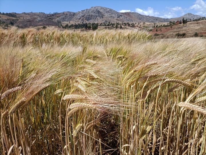 A wide, golden barley field with a mountain line in the back.