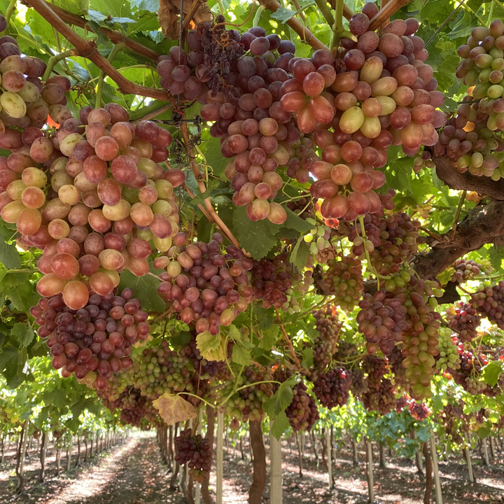 A lush vine in a vineyard.